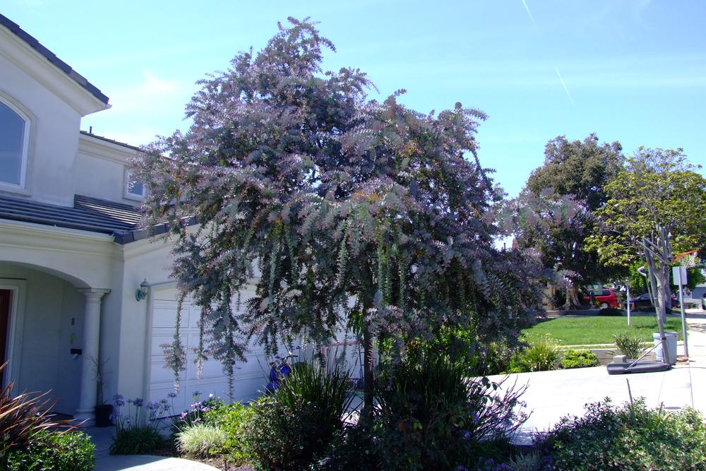 acacia baileyana purpurea
