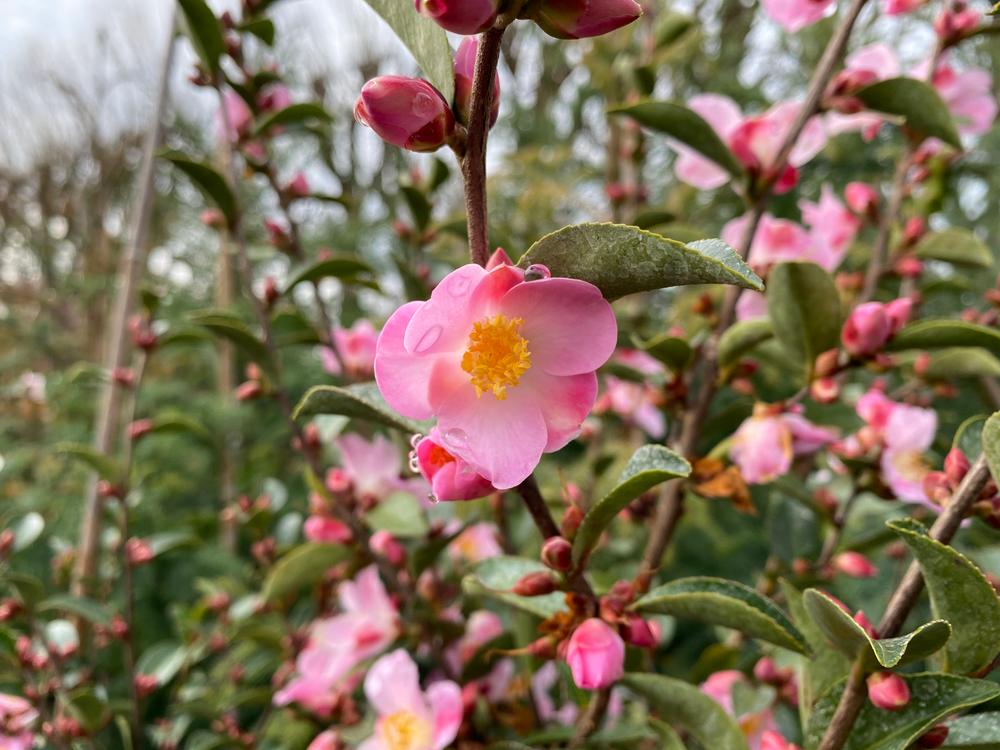 camellia fairy blush
