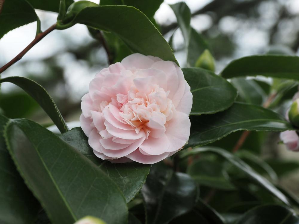camellia japonica debutante