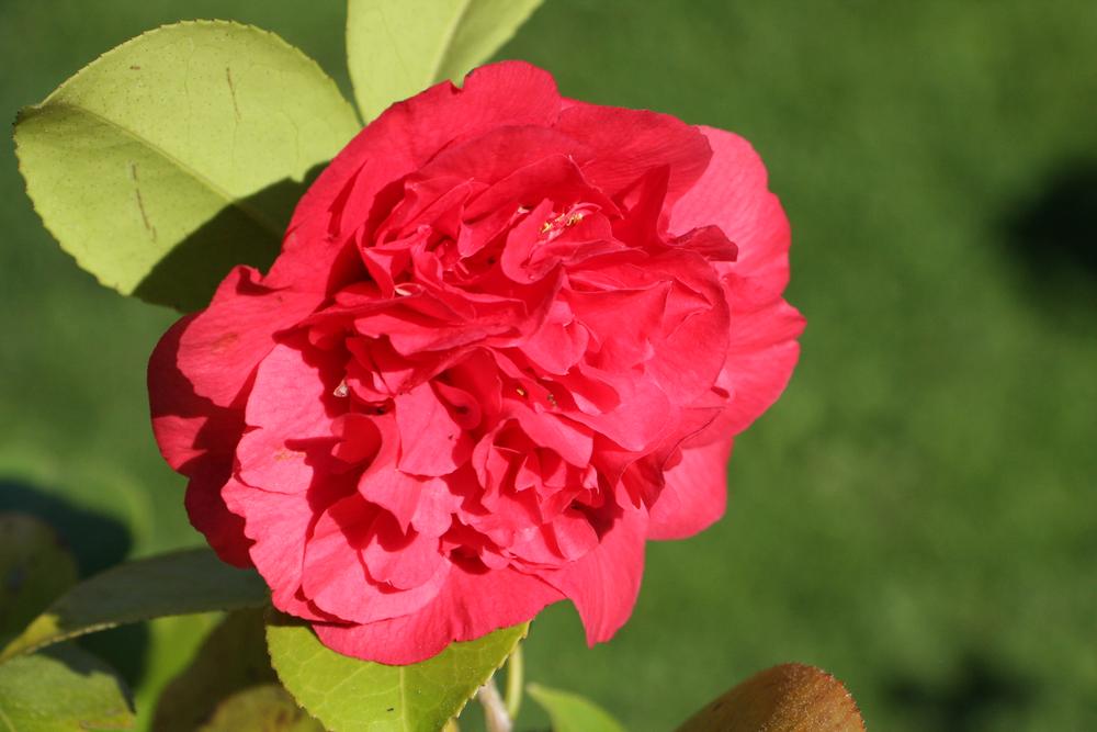 camellia japonica kramers supreme