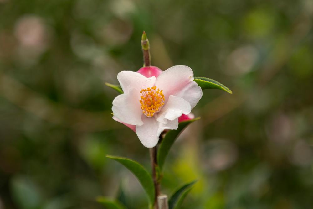 camellia transtasman