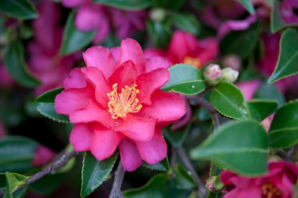 camellia x vernalis hiryu