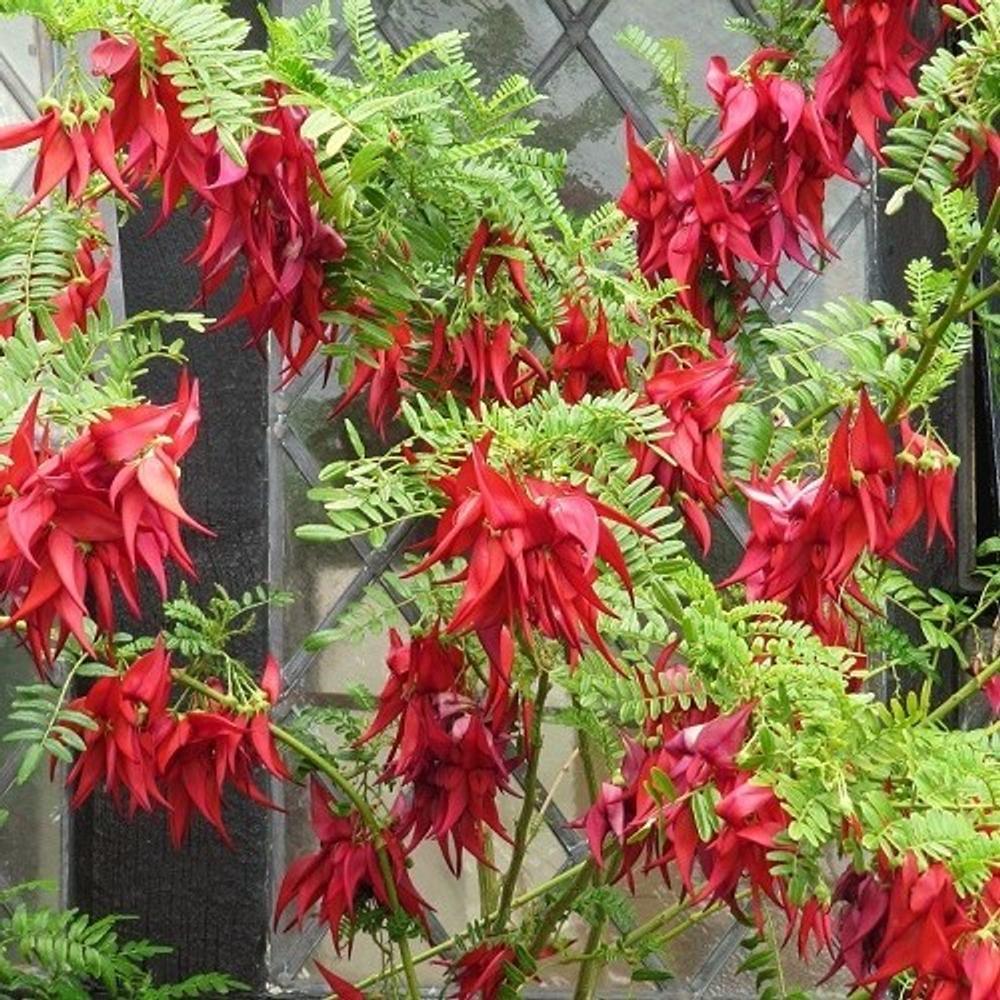 Clianthus maximus 'Kaka King' | Kaka Beak - Leafland Limited | Best