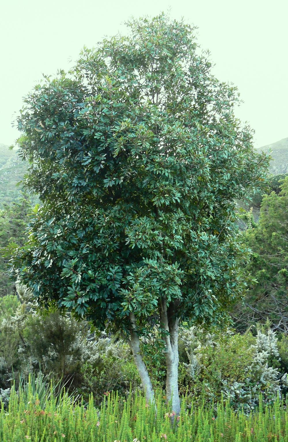 cunonia capensis