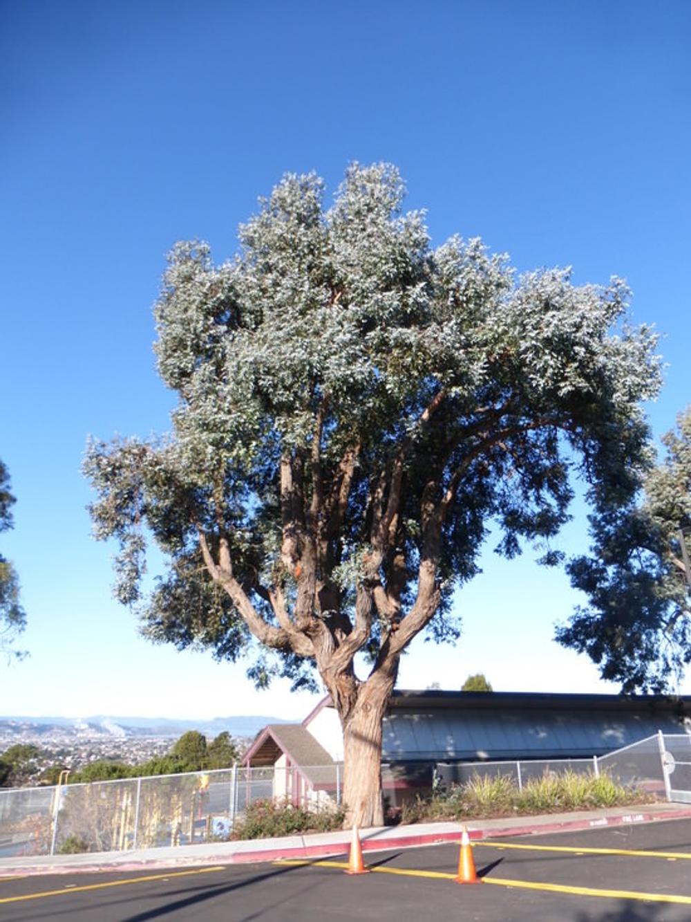 eucalyptus crenulata