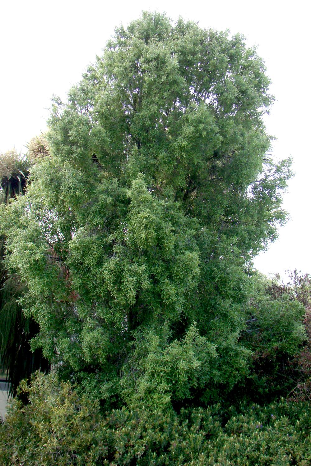 hoheria angustifolia