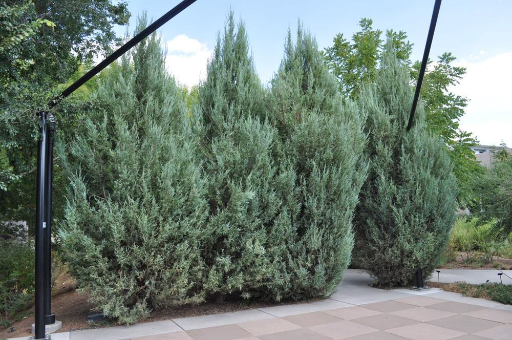 juniperus scopulorum skyrocket