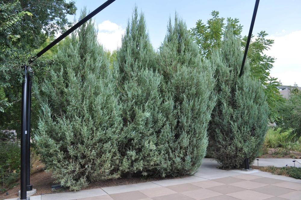 Juniperus Scopulorum Skyrocket Rocky Mountain Juniper Leafland 