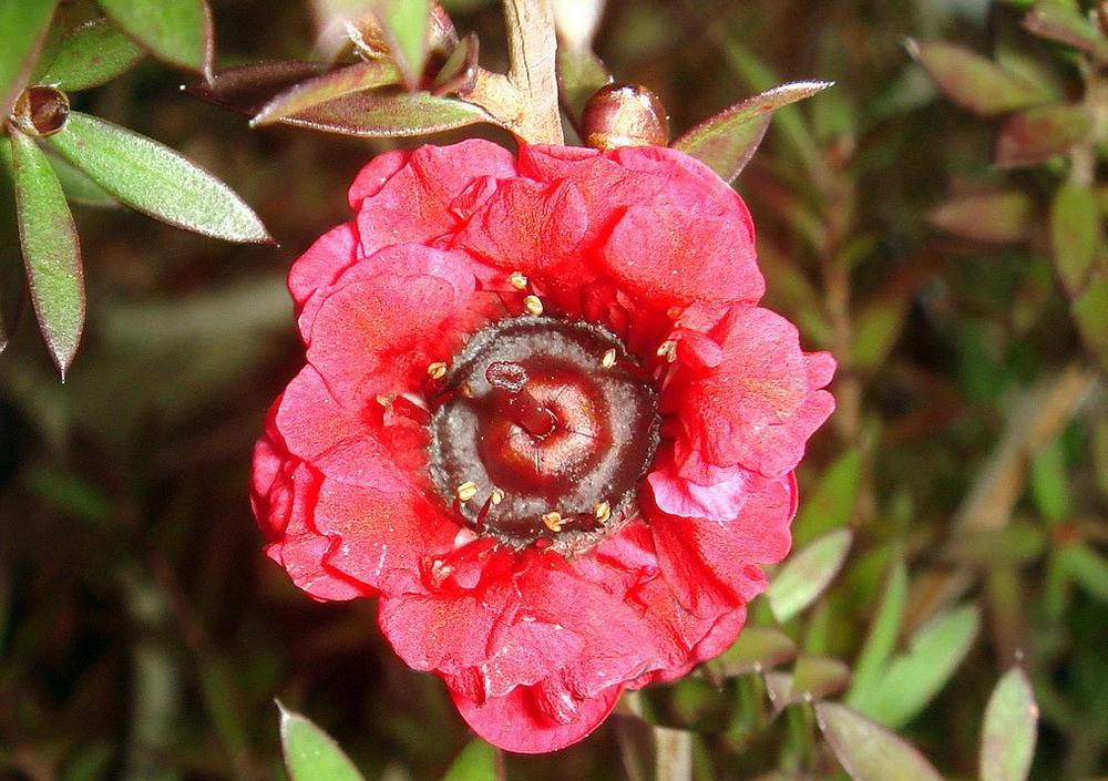 leptospermum scoparium red damask