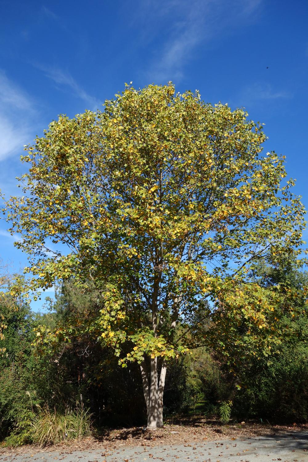 liriodendron chinense