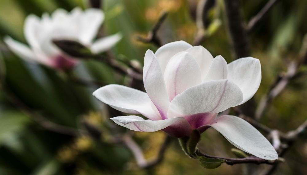 magnolia athene