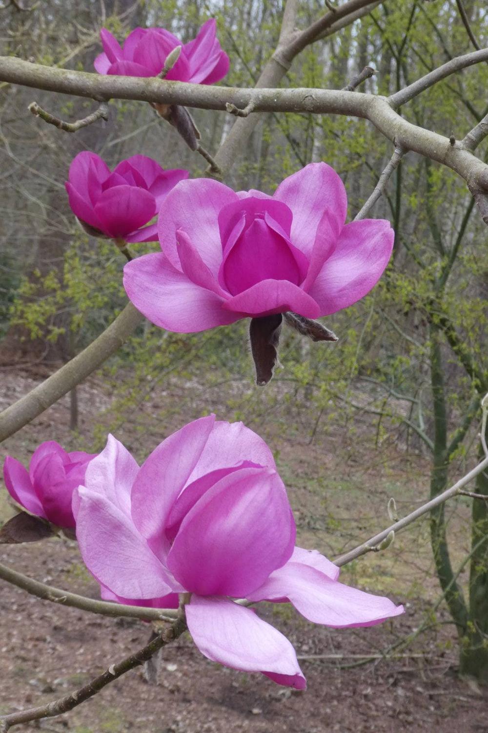magnolia charisma