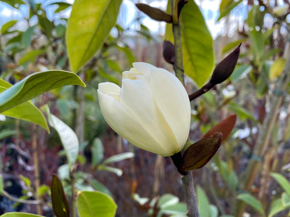 magnolia fairy cream