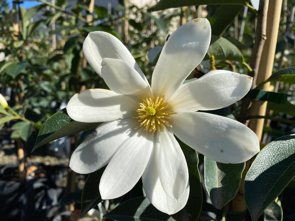 magnolia fairy white