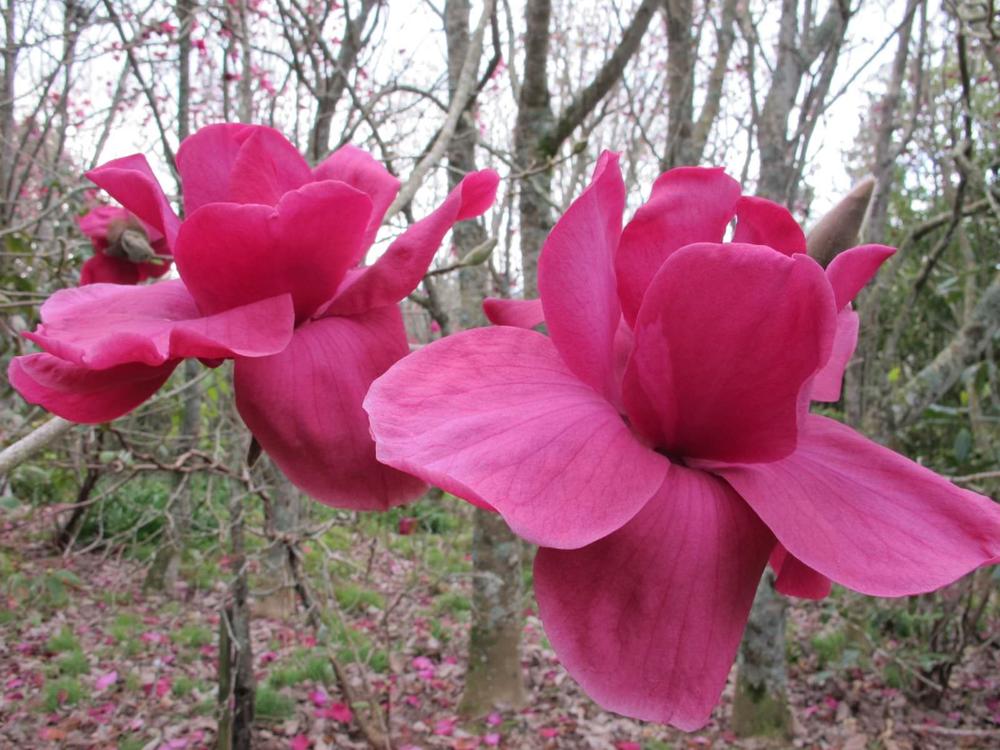 magnolia felix