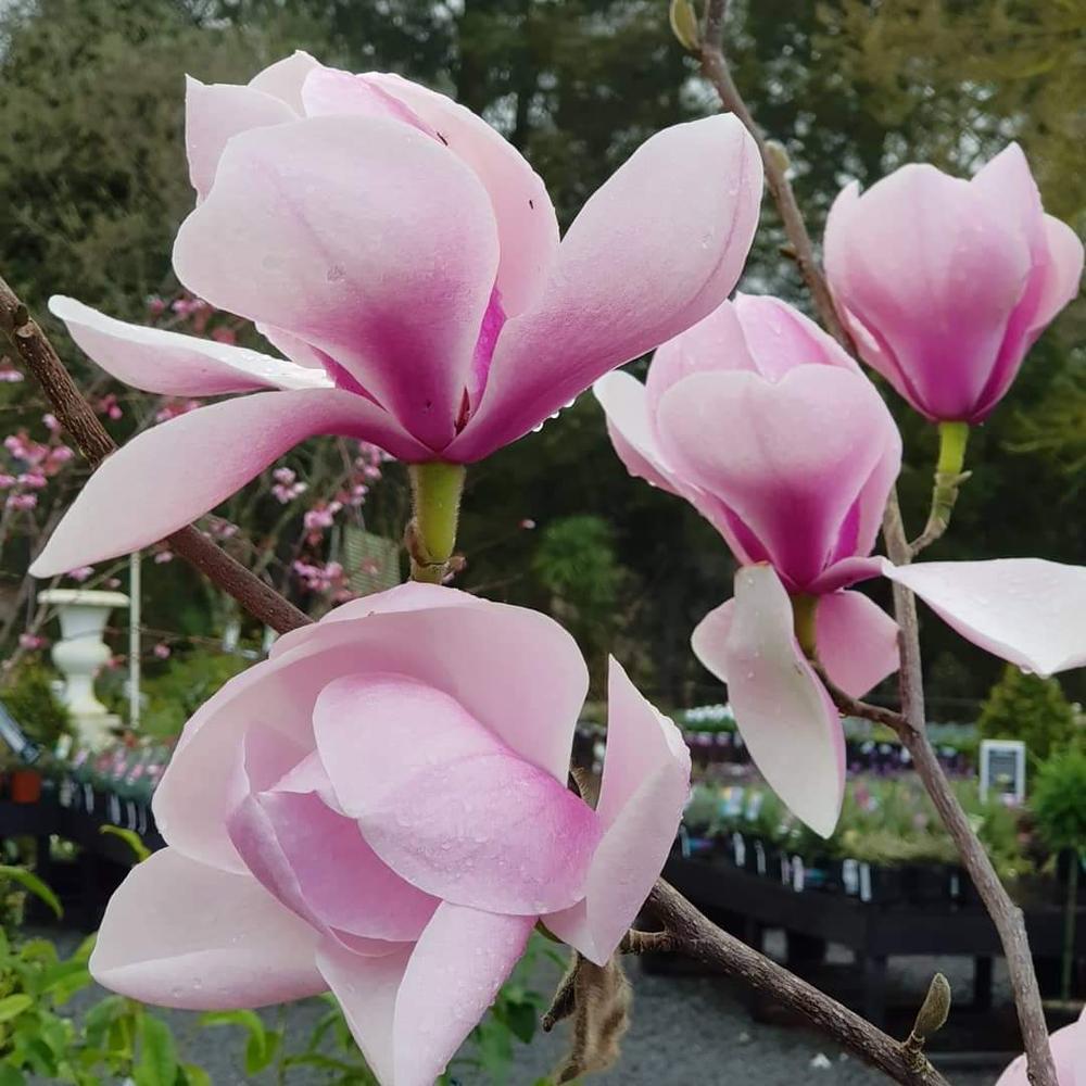 magnolia hollywell
