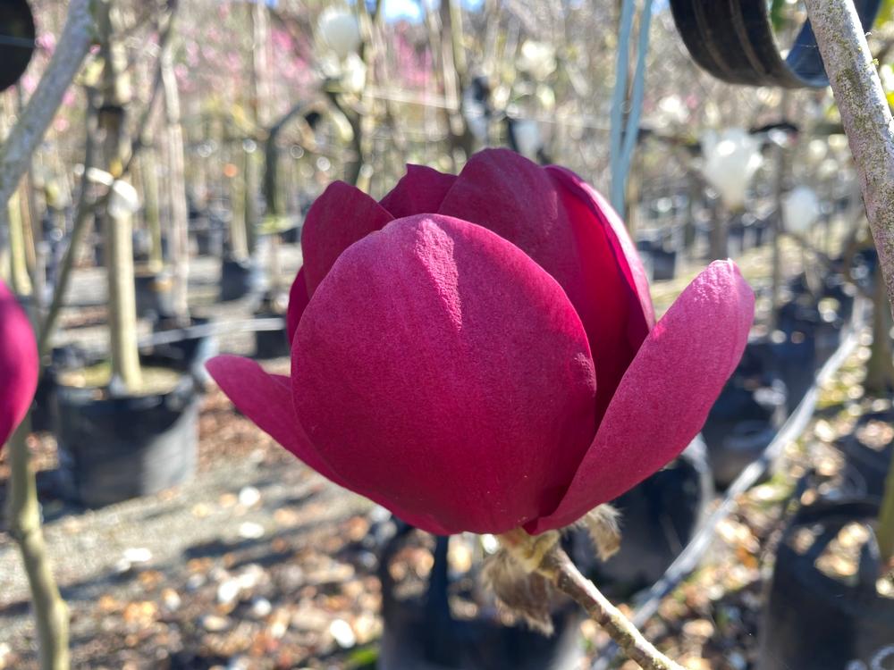 magnolia ians red