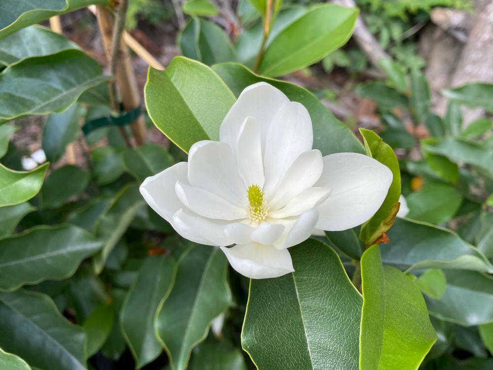 magnolia inspiration
