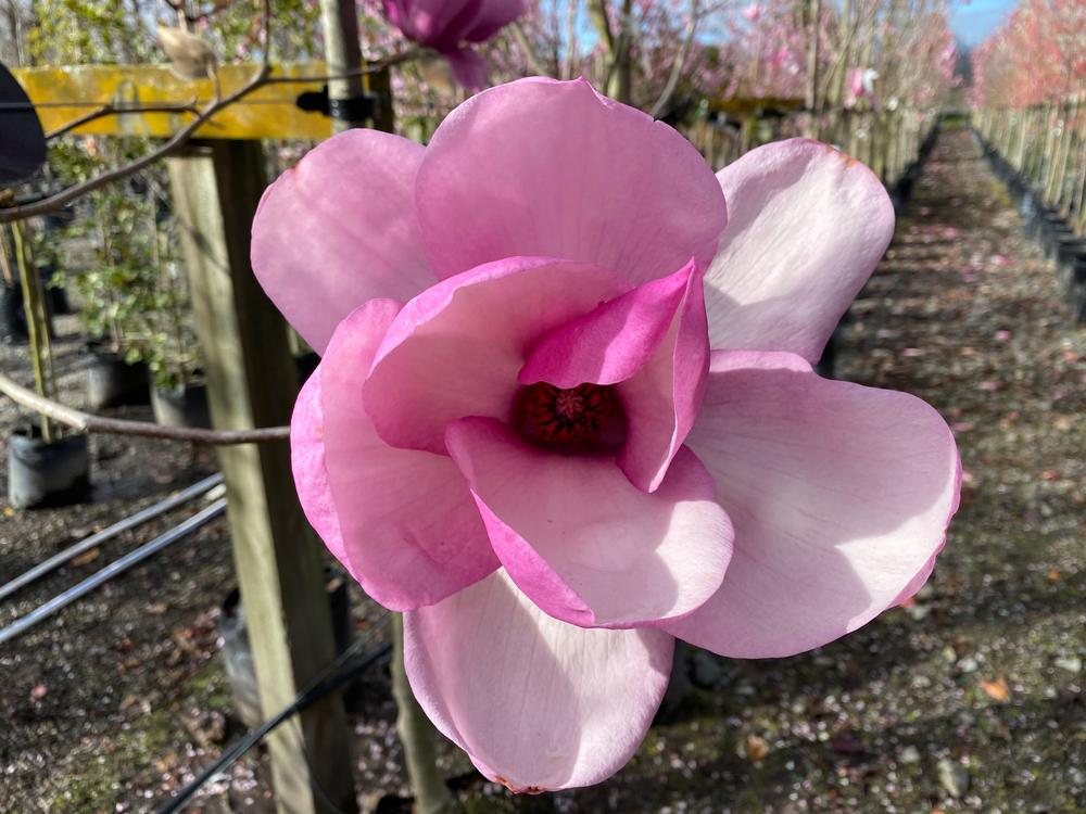 magnolia iolanthe
