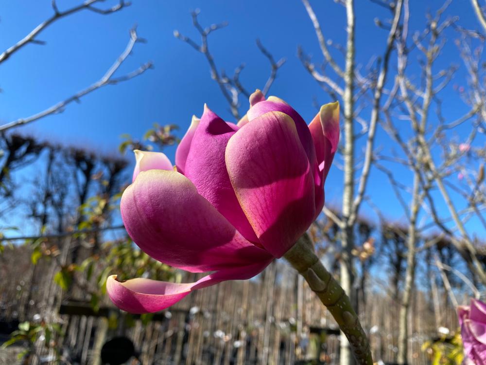 magnolia j c williams