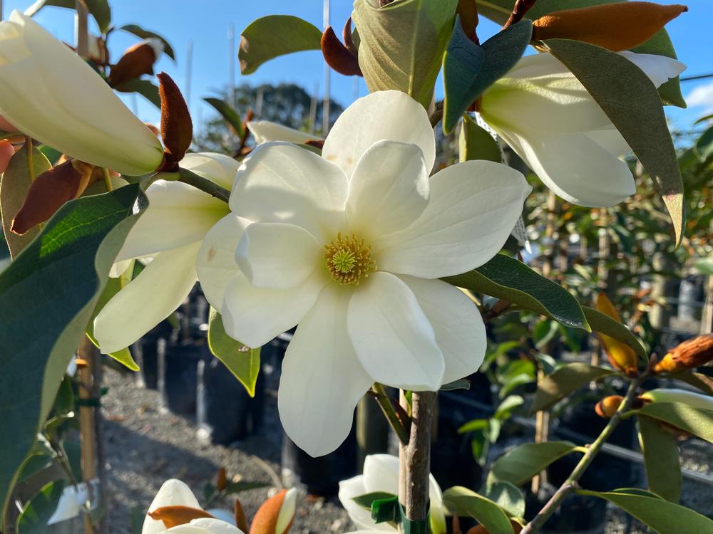 magnolia lemon fragrant