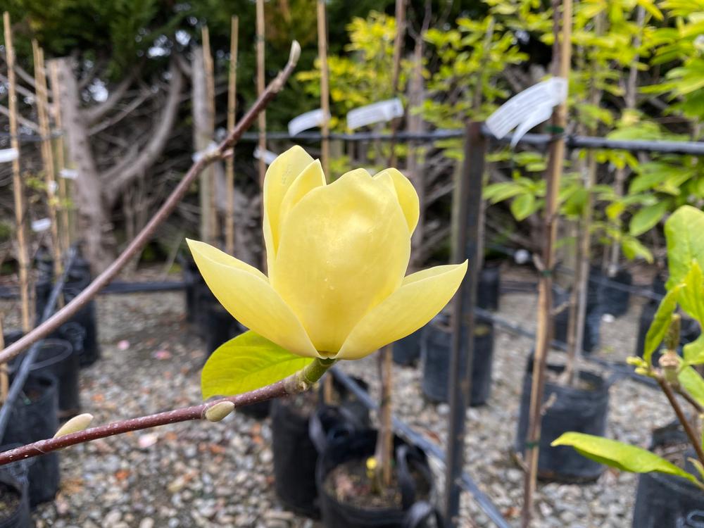 magnolia lois