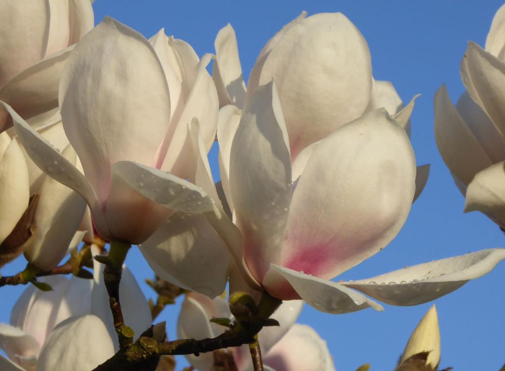 magnolia manchu fan