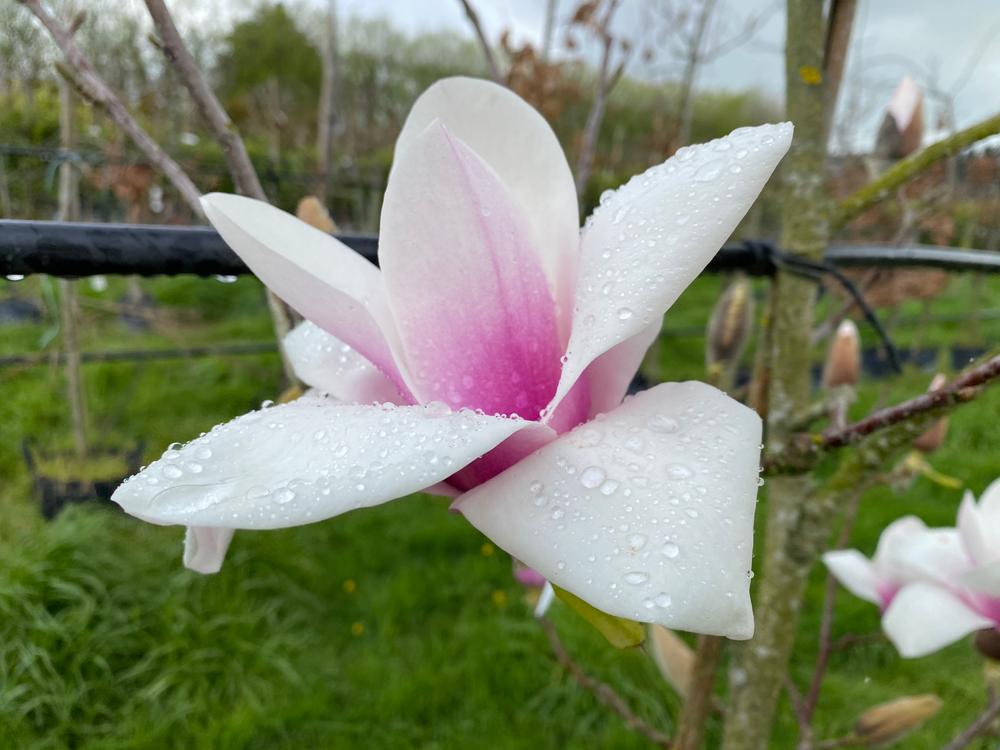 magnolia milky way