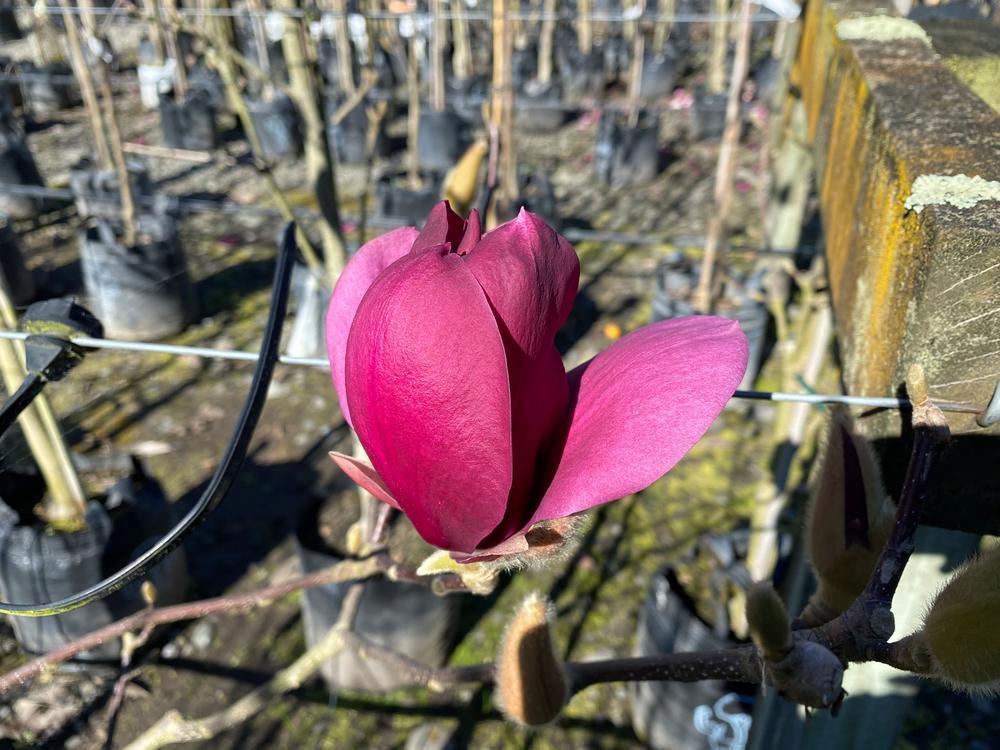 magnolia red as