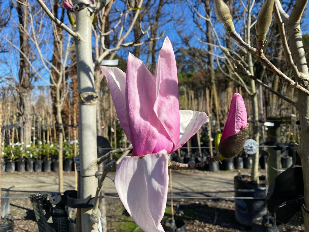 magnolia serene