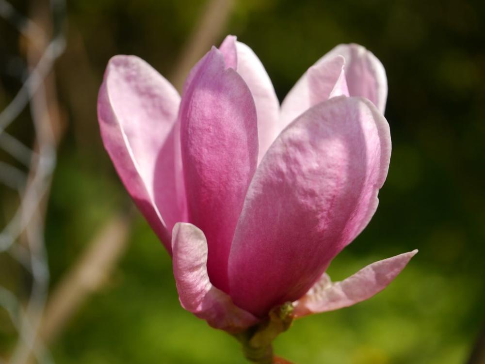 magnolia shirazz