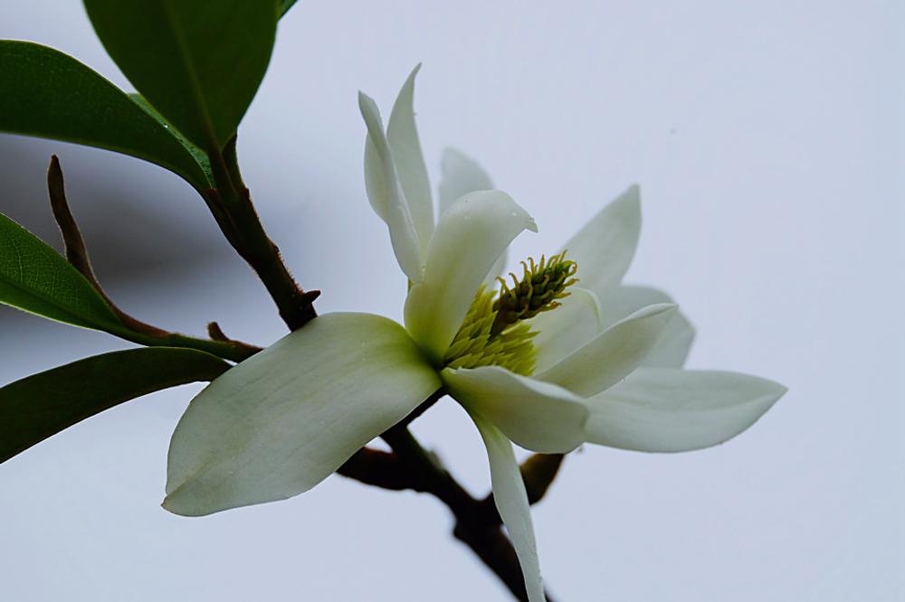 magnolia star bright