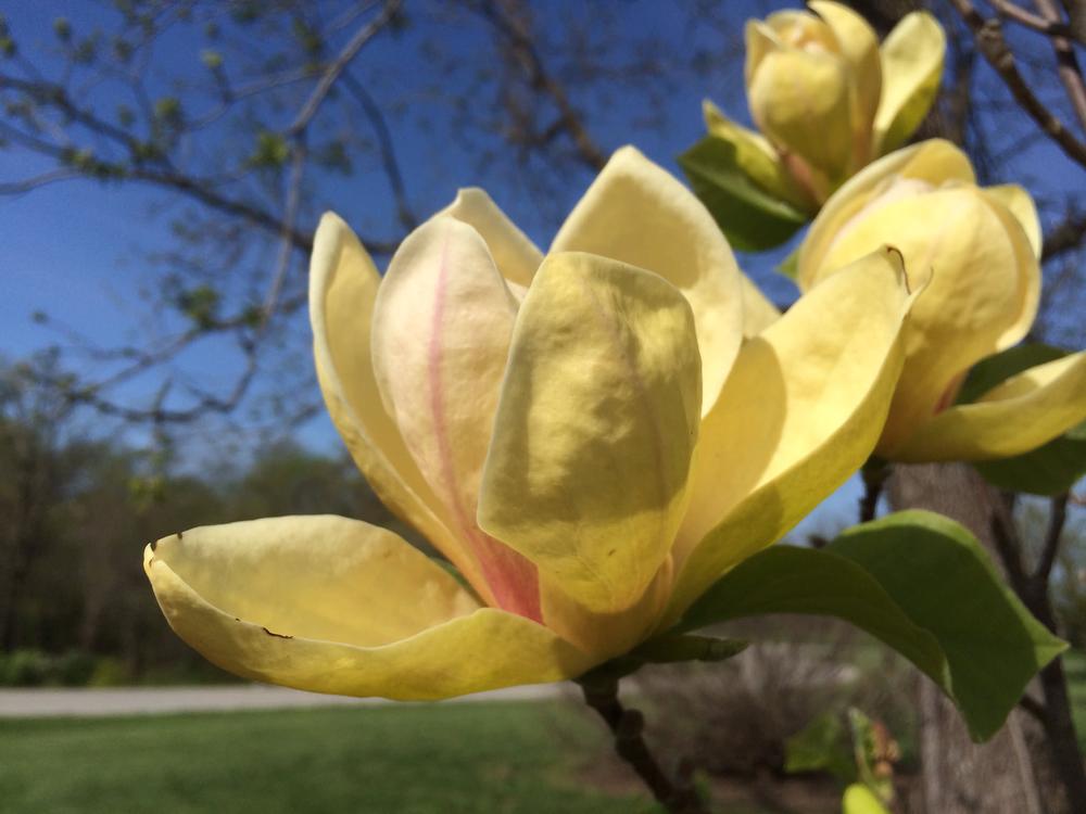 magnolia sunsation