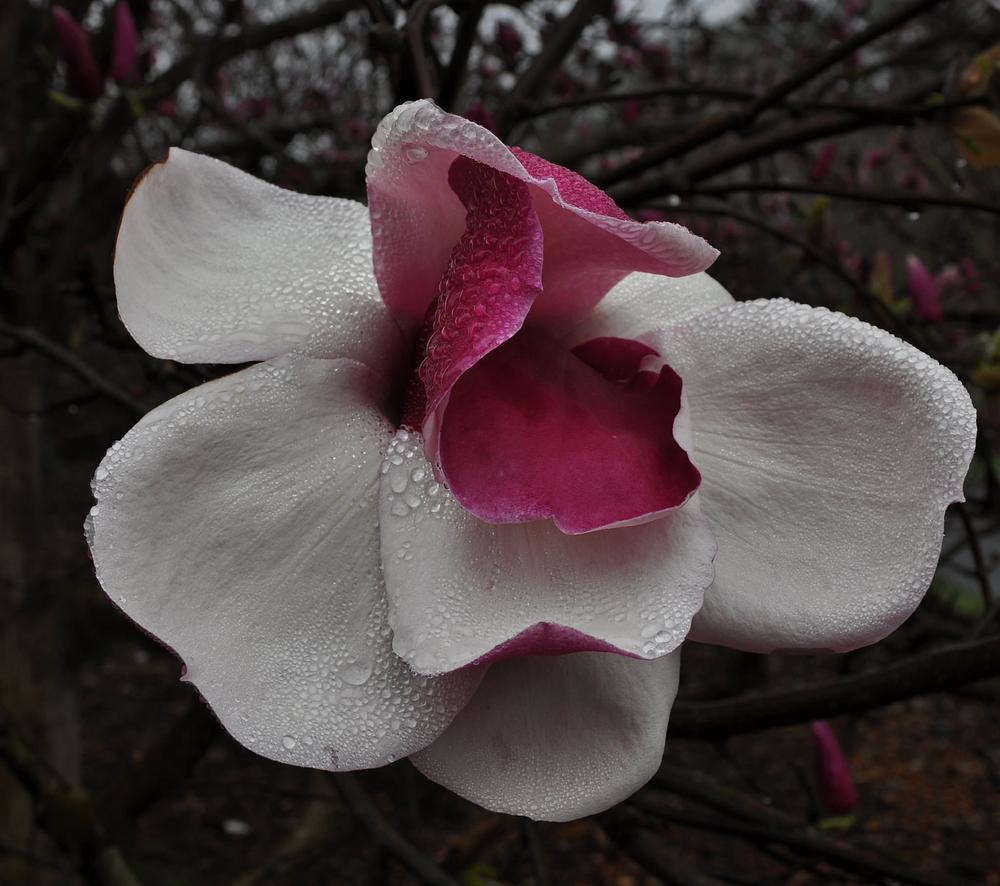 magnolia todd gresham
