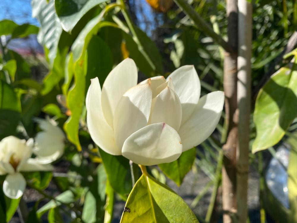 magnolia touch of pink