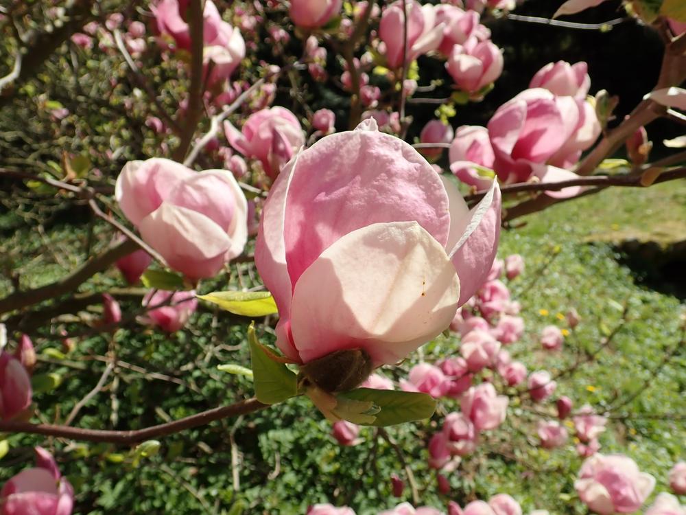 magnolia x soulangeana rustica rubra