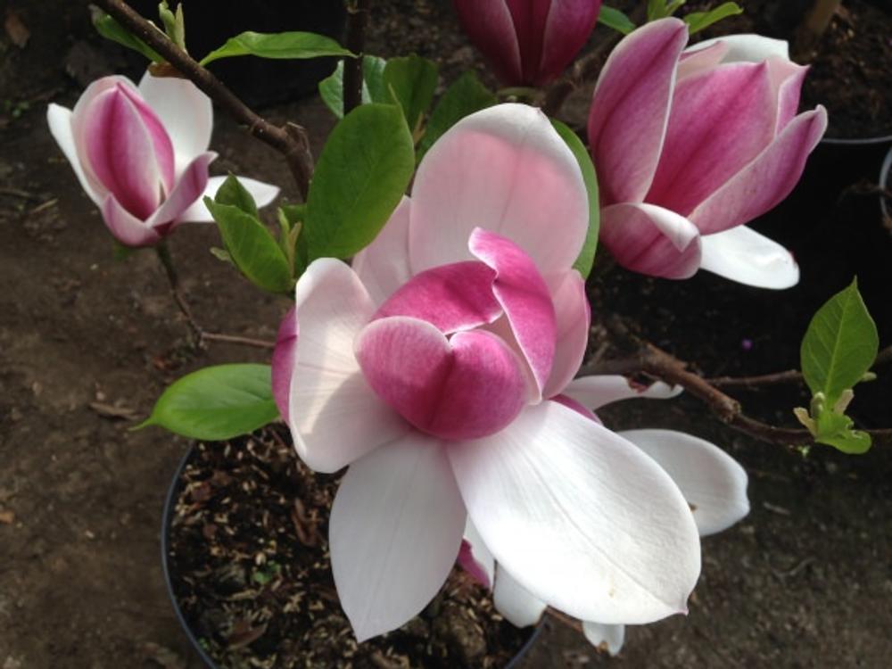 magnolia x soulangeana touch of class