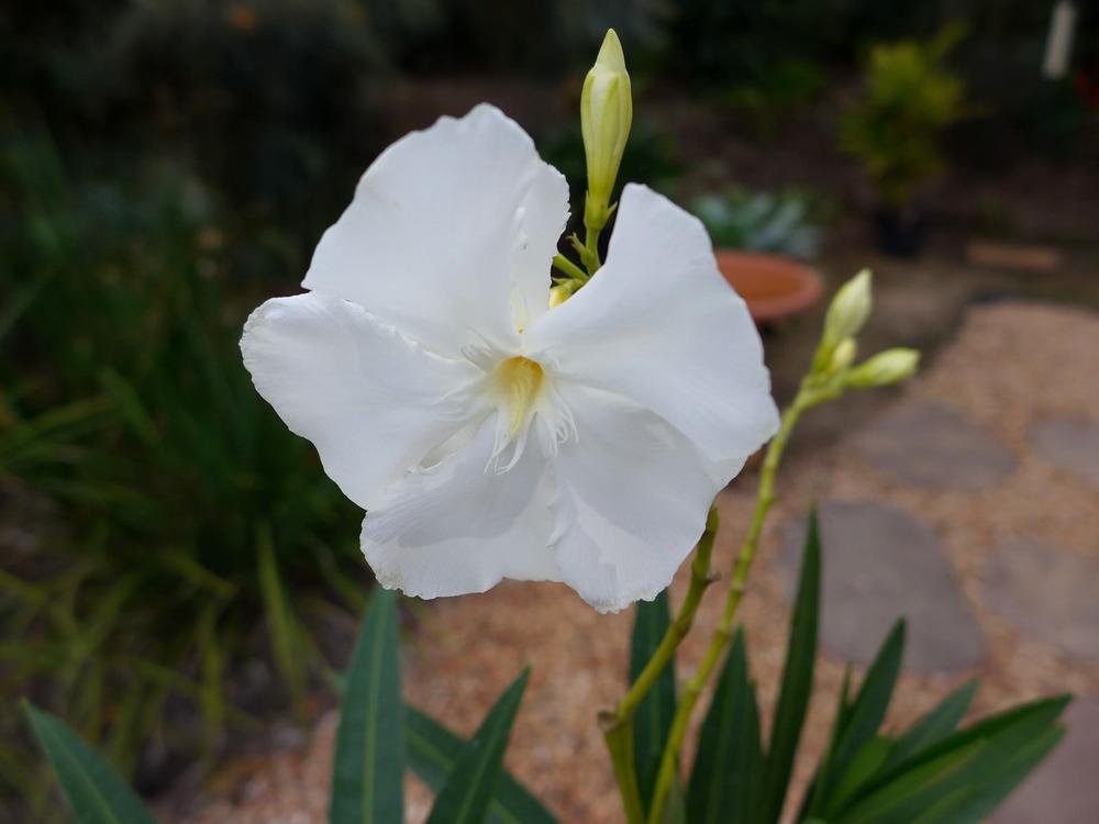 nerium oleander madonna