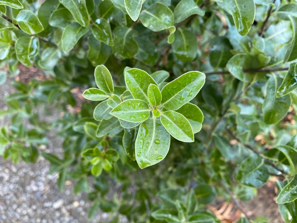 pittosporum tenuifolium irish luck