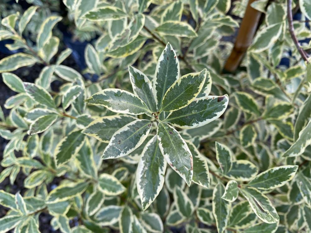 pittosporum tenuifolium variegatum