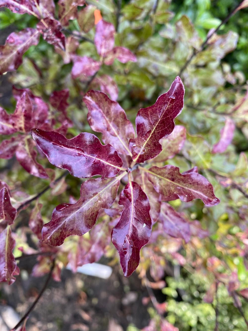 Pittosporum tenuifolium 'Zen' | Kōhūhū - Leafland Limited | Best Price