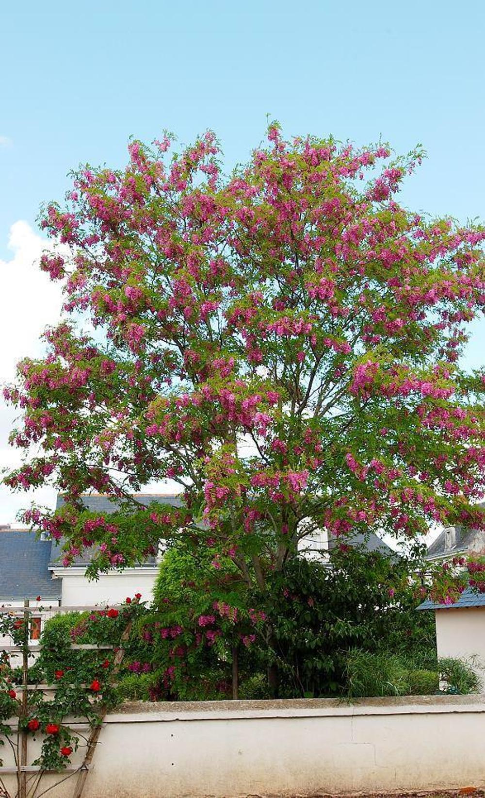 Robinia pseudoacacia 'Casque Rouge