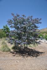 acacia baileyana purpurea