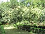 acacia floribunda