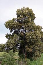 acacia melanoxylon