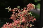 acer palmatum roseo marginatum