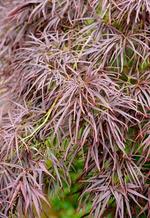 acer palmatum scolopendrifolium atropurpureum