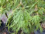 acer palmatum var dissectum viridis