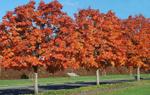 acer platanoides autumn red