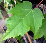 acer rubrum armstrong